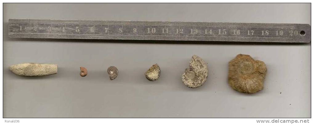 Minéraux Et  Fossile: Lot De  Fossiles ( Six) Ammonites, Belemnites à Confirmer - Fossils