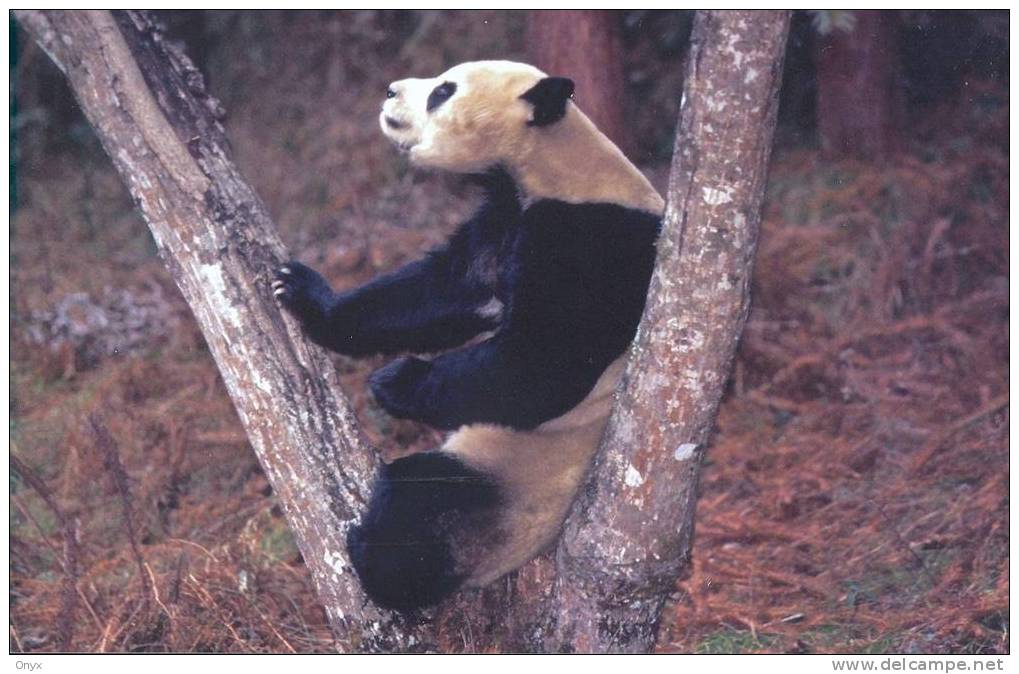 OURS PANDA - Ours