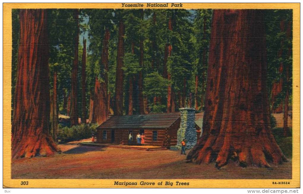 Mariposa Grove Trees~Yosemite,California  STATI UNITI VIAGGIATA COME DA FOTO FORMATO PICCOLO OPACA - Andere & Zonder Classificatie