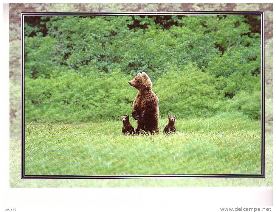 OURS BRUN  GRIZZLI  -  Série  :  Animal´s - Bears