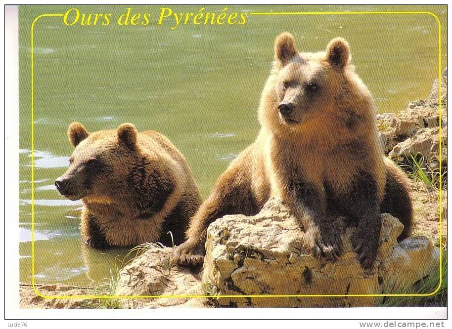 OURS BRUN D´EUROPE - - Ours
