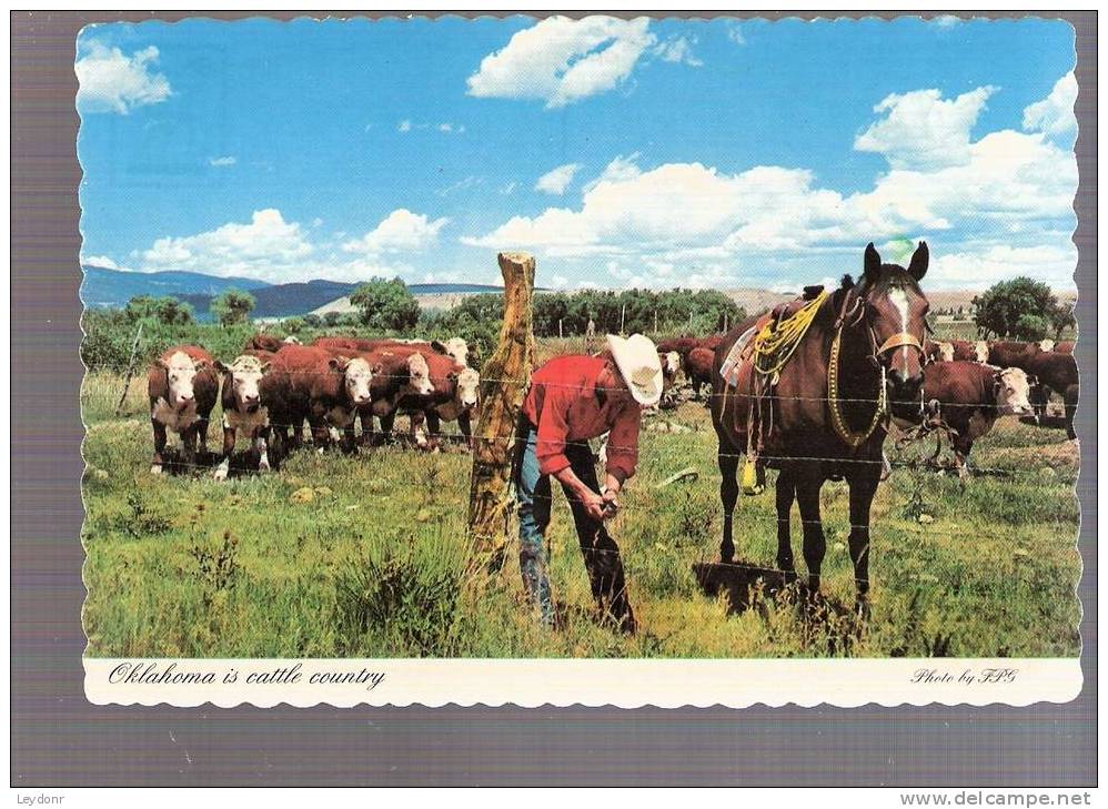 Oklahoma Is Cattle Country, Cowboy, Oklahoma - Autres & Non Classés