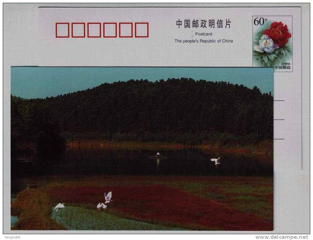 Egret Bird,wetland,China 1999 Huayanxi Stream Scenery Advertising Pre-stamped Card - Cigognes & échassiers