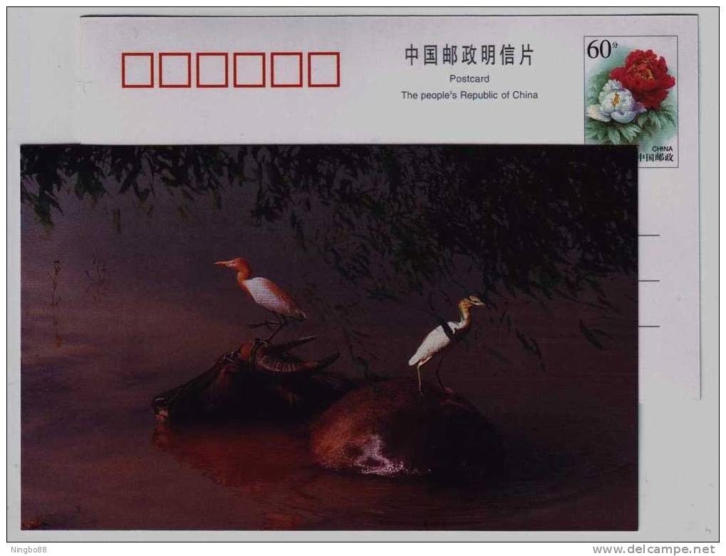 Egret Bird,water Buffalo,China 1999 Huayanxi Stream Scenery Advertising Pre-stamped Card - Cigognes & échassiers