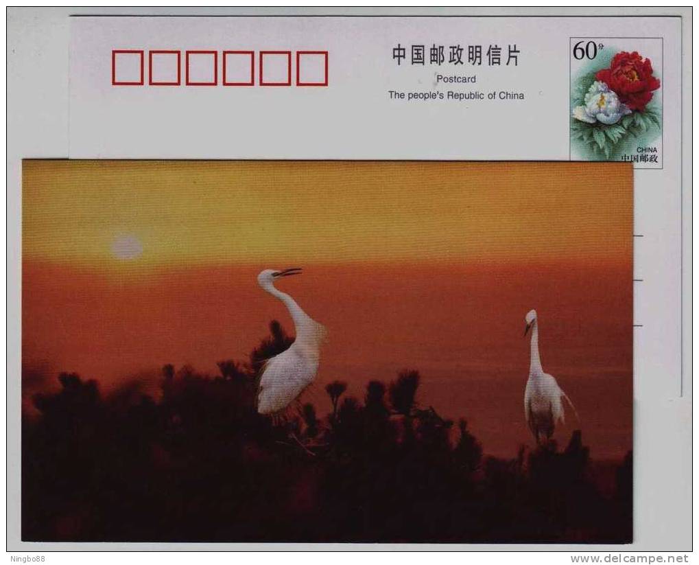 Egret Bird,China 1999 Huayanxi Stream Scenery Advertising Pre-stamped Card - Cigognes & échassiers