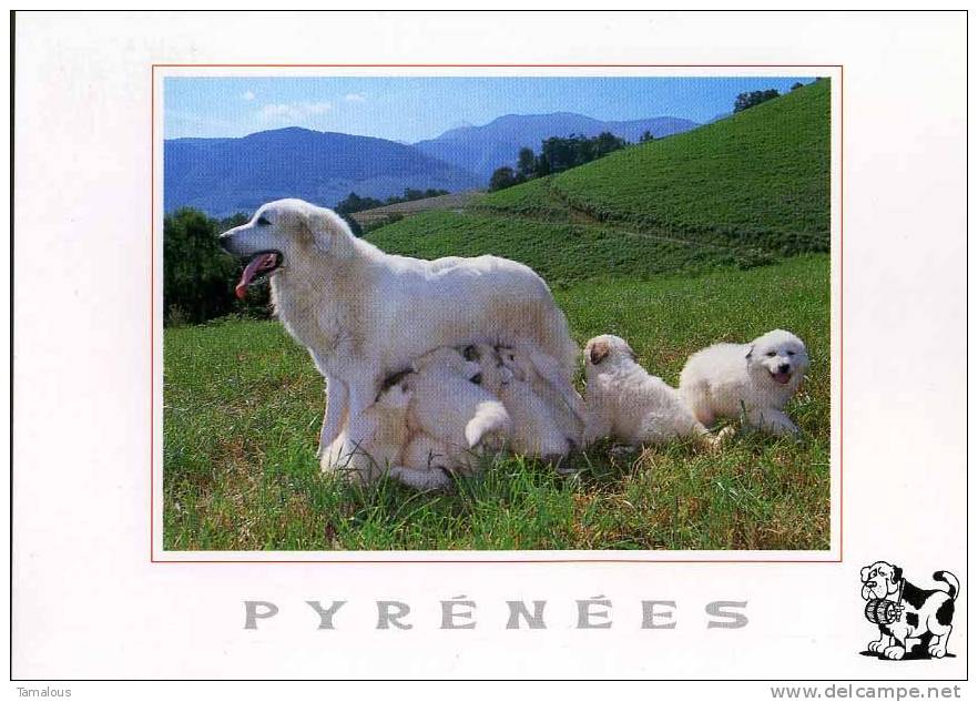 65 - HAUTES-PYRENEES  - GERMS Sur L' OUSSOUET - ELEVAGE Canin De La TOUR Du CHOUAN - CHIEN MONTAGNE PYRENEES - - Other & Unclassified