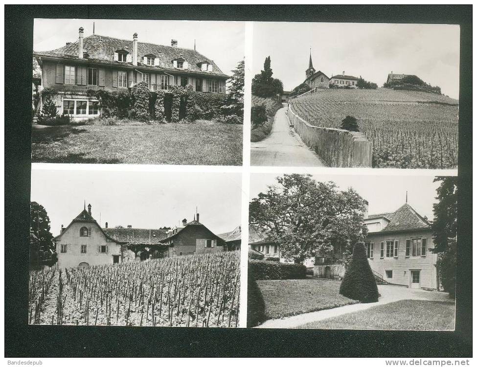 CPSM - Suisse - Château De FECHY - Multivues Maison De Repos Pour Malades Et Handicapés ( Santé Vigne Vignoble Ed. KERN) - Féchy