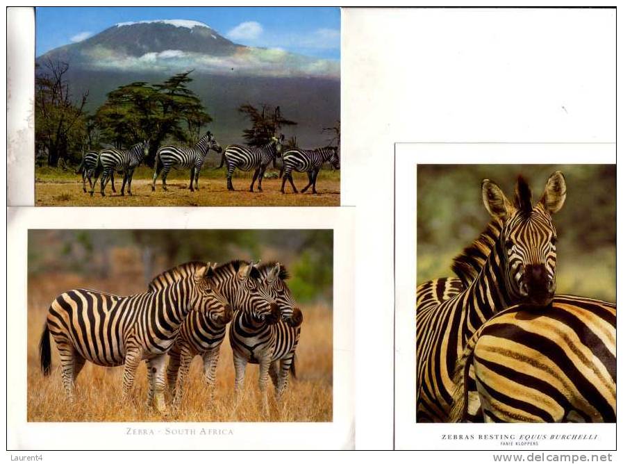 3 Carte Sur Les Zèbre / Zebra Postcards - Zebras