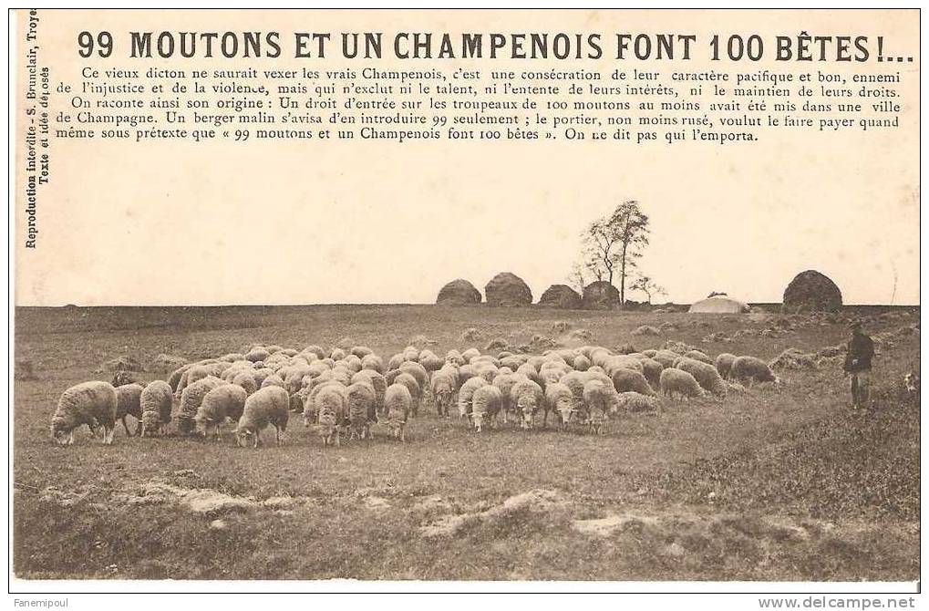 99 MOUTONS ET UN CHAMPENOIS FONT 100 BÊTES - Champagne - Ardenne