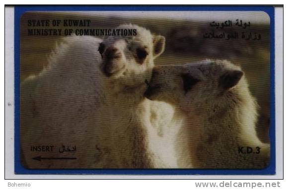 Kuwait Camellos - Kuwait