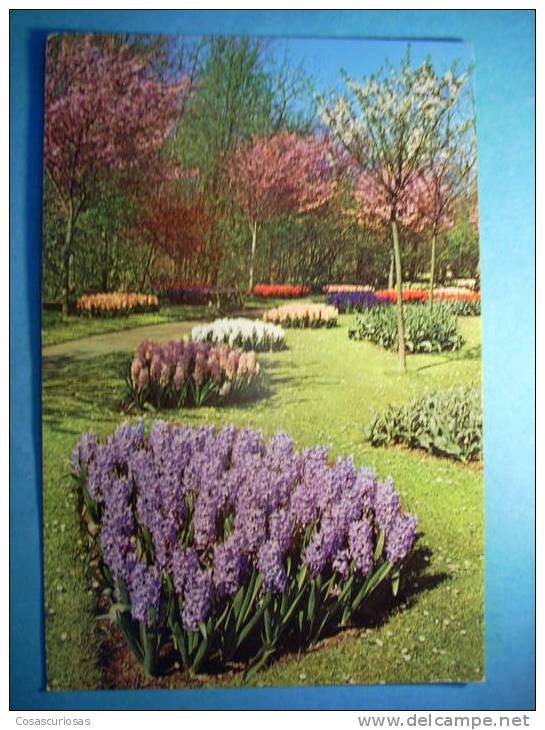 R.2597 HOLANDA NEDERLAND ZUID HOLLAND LISSE KEUKENHOF ANNEES 70/80 MAS EN MI TIENDA - Lisse