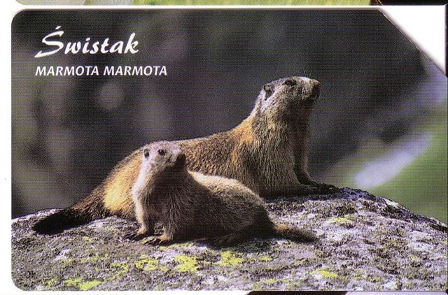 MARMOT - Marmota Marmota ( Poland ) *  Marmotte - Murmeltier - Marmota - Marmots - Marmottes * - Polen