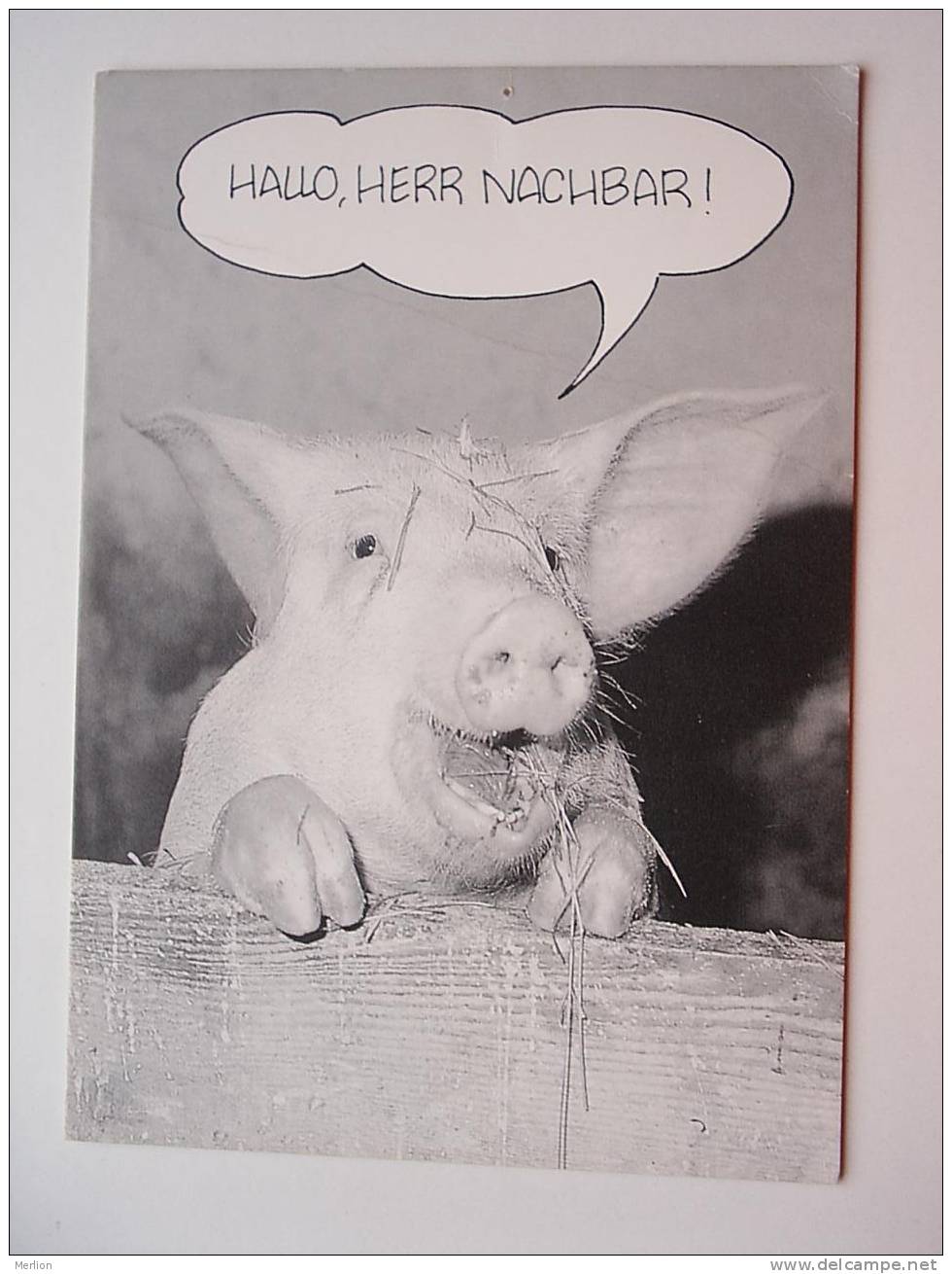 Piglet - Pig    CPM  -F - D46293 - Schweine