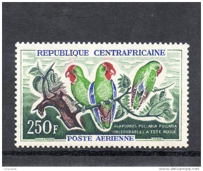 République CENTRAFRICAINE :  Inséparables à Tête Rouge (Agapornis Pullaria Pullaria) - Papagayos