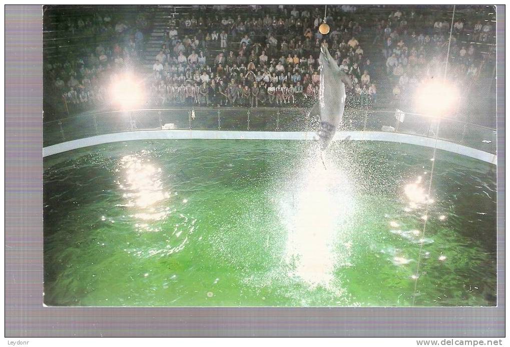 Mystic Marinelife Aquarium - Dolphins, Connecticut - Sonstige & Ohne Zuordnung