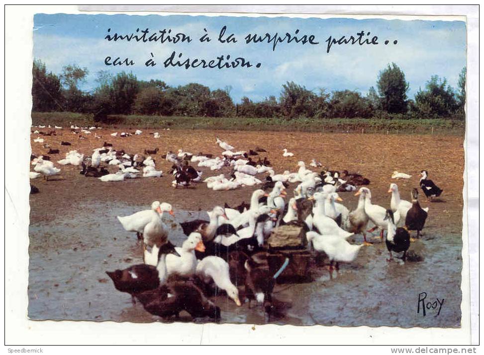 13750 En Vacances . 966 Chapeau Rosy . Invitation Surprise Partie . Canard Canards Elevage Humour - Elevage