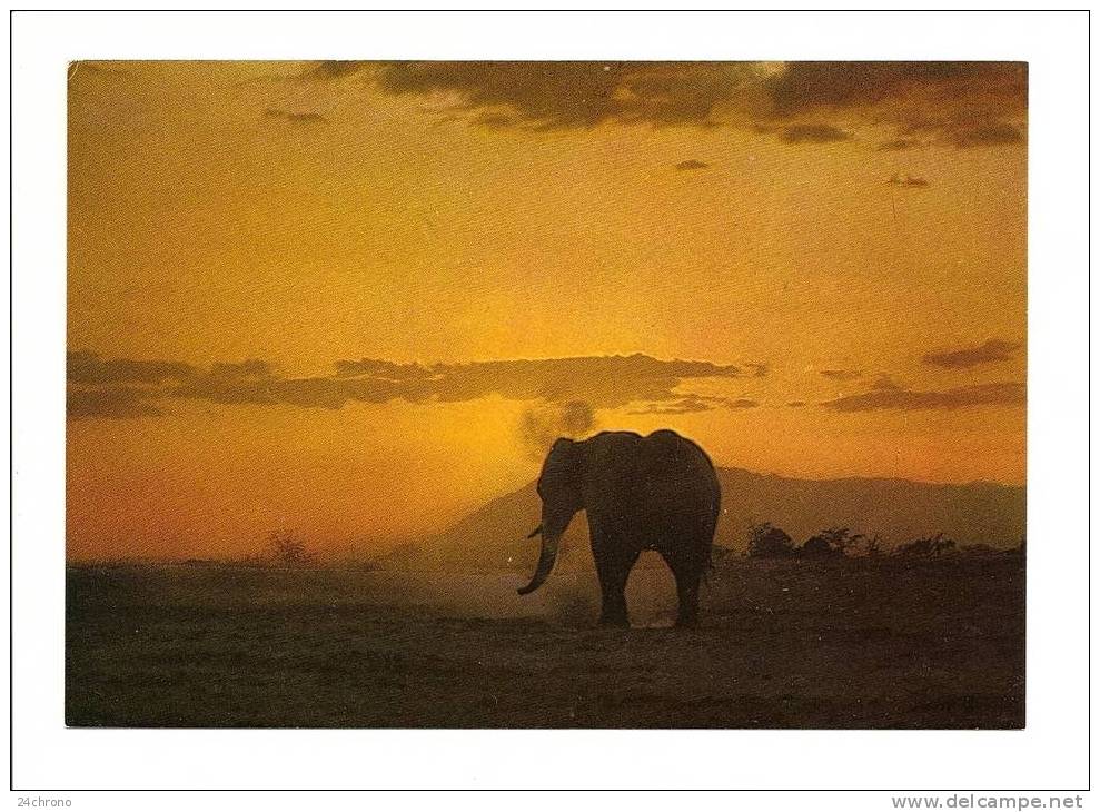 Kenya: East African Wild Life, Elephant Against Sunrise (09-502) - Kenya