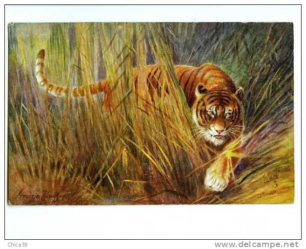 003883  -   Le Tigre  Par L´illustrateur George Rankin - Tigres