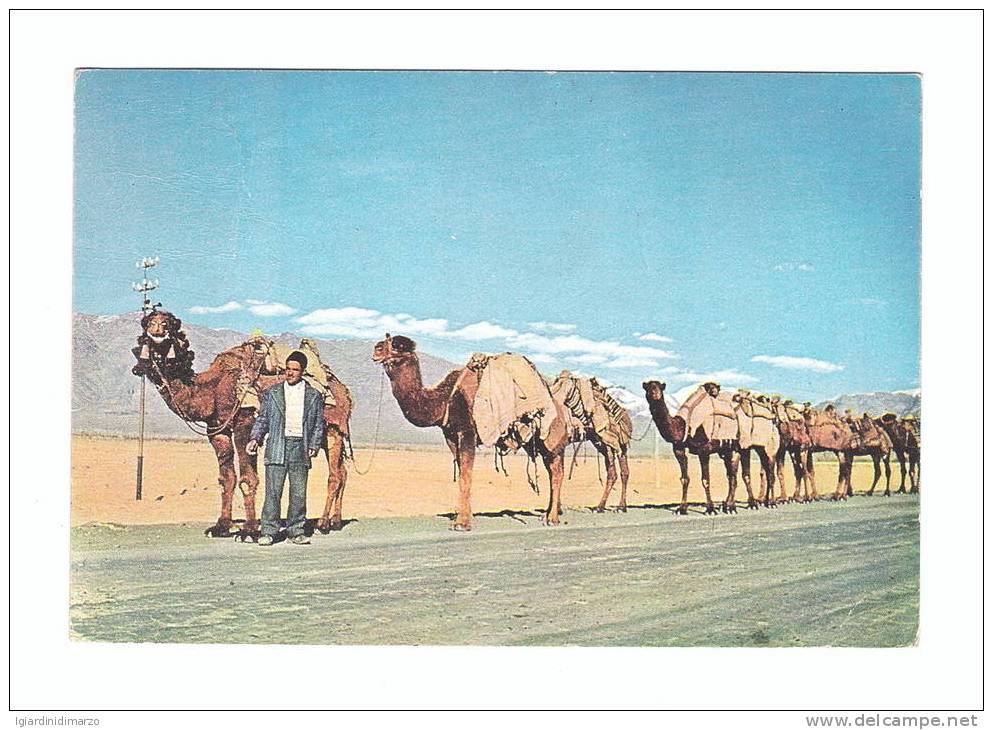 IRAN - A CAMEL-LINE - Viaggiata, Da ....... A Bollate Il 5/11/1961 - In Buone Condizioni - DC2463. - Iran