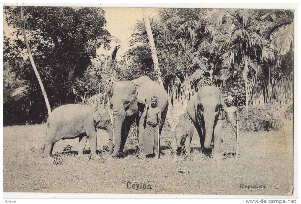 CEYLAN    -   Éléphants Et Leurs Cornacs - Sri Lanka (Ceylon)