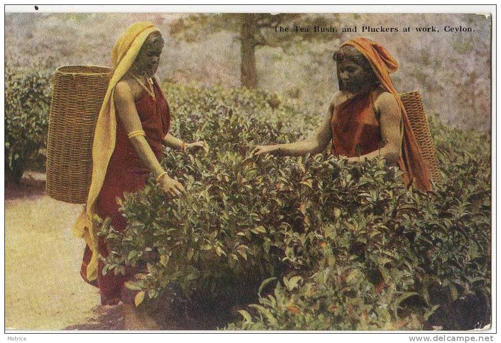 CEYLAN    -   The Tea Bush,and Pluckers At Work,ceuillette Du Thé. - Sri Lanka (Ceylon)