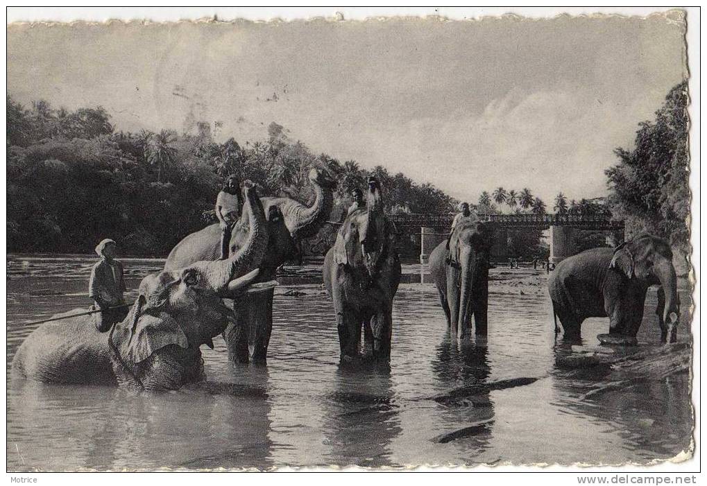 CEYLAN   -    Soeurs De La Charité De Jésus; Le Bain Matinal Des éléphants. - Sri Lanka (Ceylon)