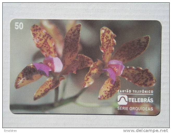Orchids. Orchidées. Orquidea: Cattleya Guttata - Brasilien