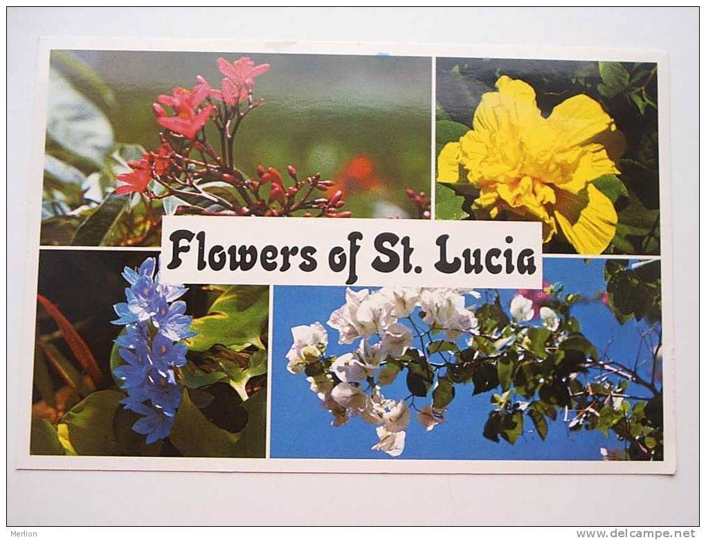 Antilles  -Flowers Of St.Lucia   - CPM  -  VF  D46852 - Other & Unclassified