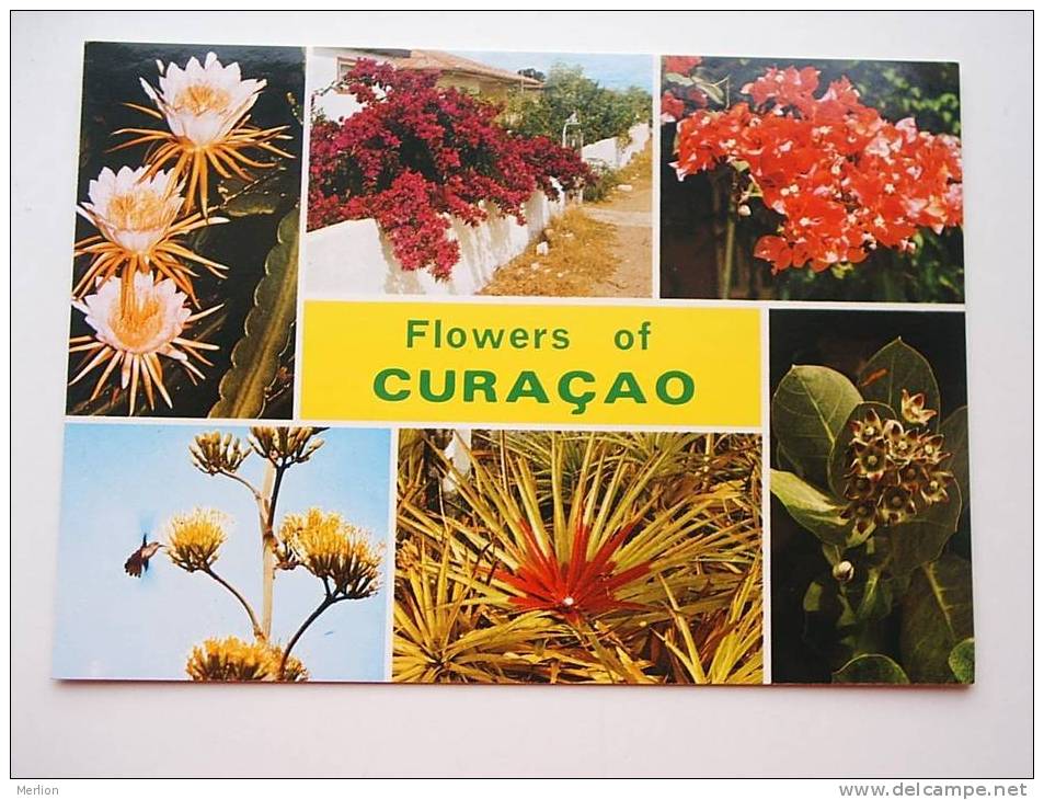 Antilles  - Curacao - Netherland Antilles -Flowers   CPM  -  VF  D46859 - Curaçao