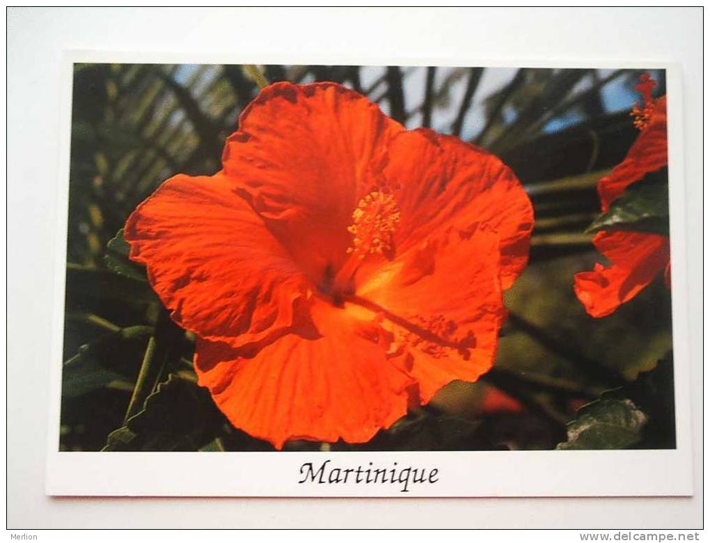 Martinique  - Hibiscus -   CPM  -  VF  D46881 - Saint-Martin