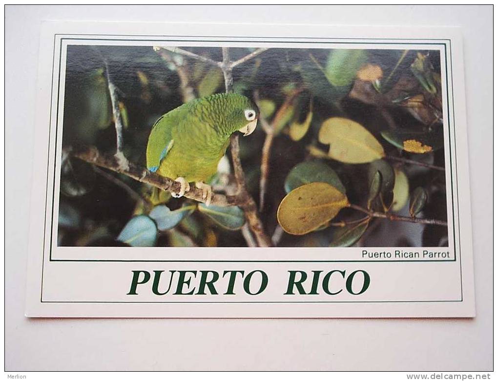 Puerto Rico - Parrot   El Yunque Nationa Forest CPM  -  VF  D46895 - Puerto Rico