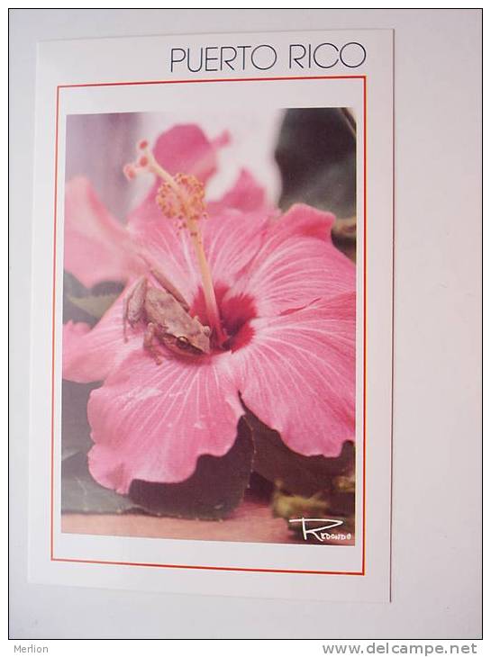 Puerto Rico -Hibiscus    CPM  -  VF  D46904 - Puerto Rico