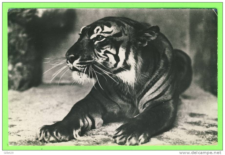 TIGRE - ZOO ANVERS - FELIS TIGRIS L. - - Tigres