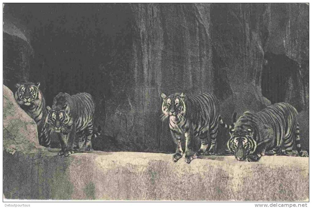 Tigres Parc Zoologique De Vincennes Paris - Tigres