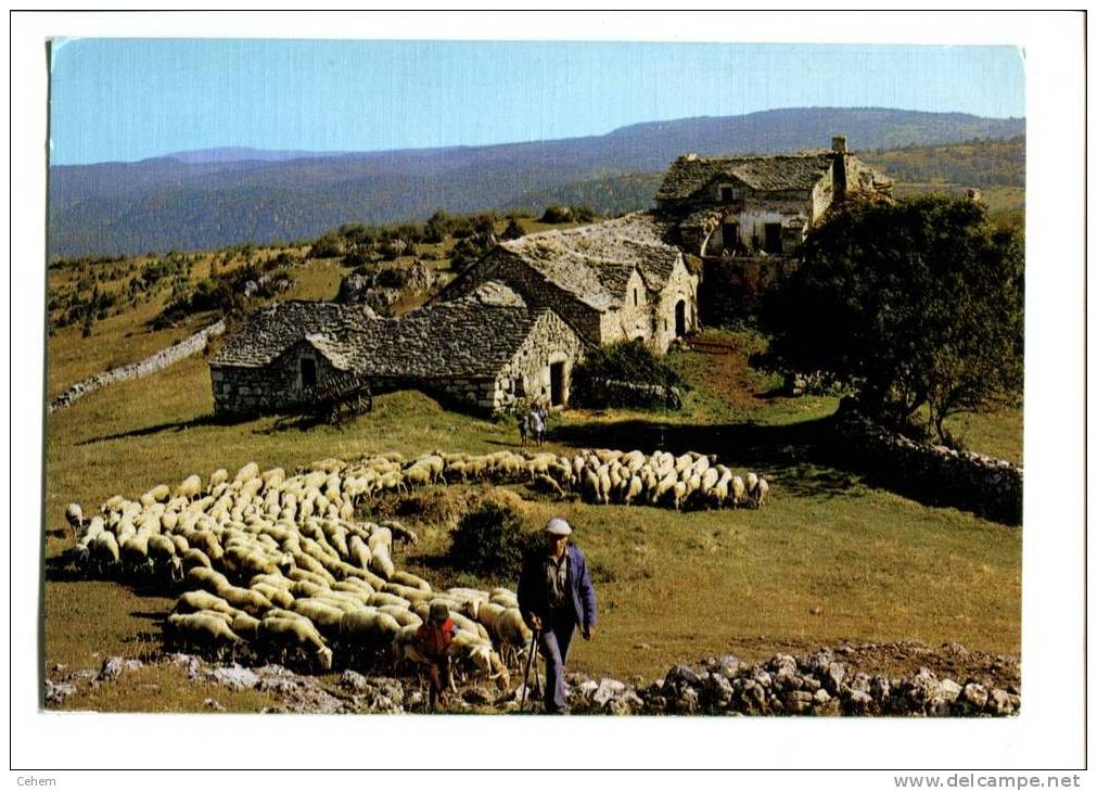 AGRICULTURE ELEVAGE BERGER MOUTONS DEPART POUR LE PATURAGE Edit BOS Ytrac 15 Cantal - Elevage