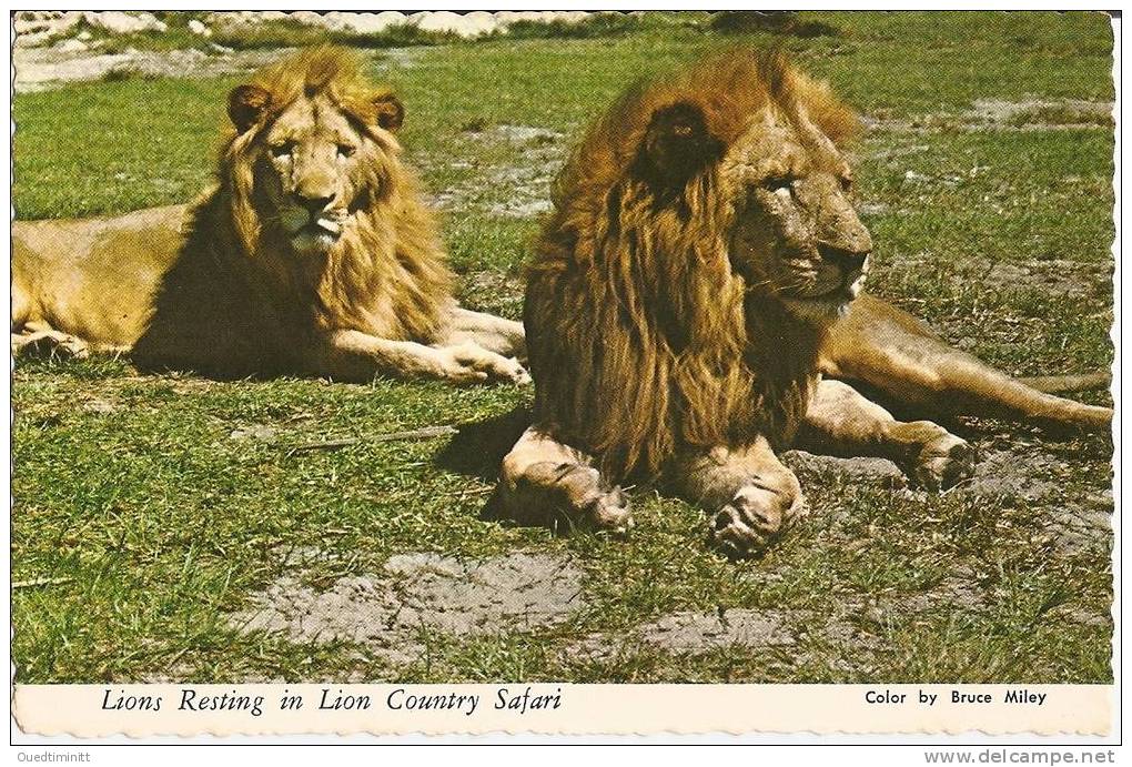 USA. Belle Cpsm.Floride.Lion Du Country Safari. - Lions