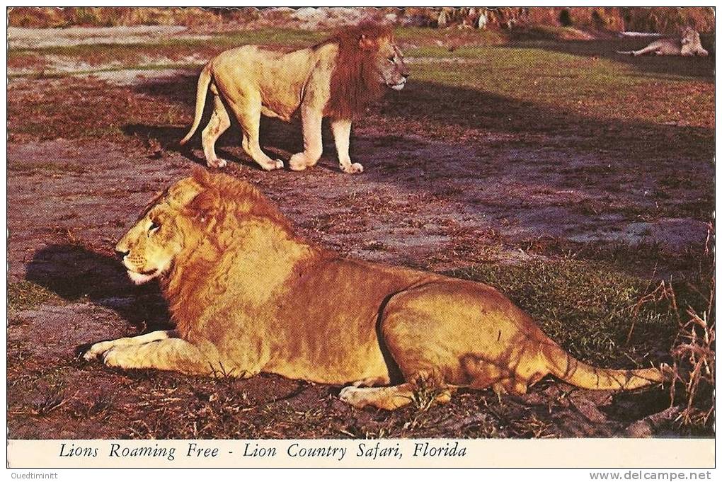 USA. Belle Cpsm.Floride.Lion Du Country Safari. - Leones