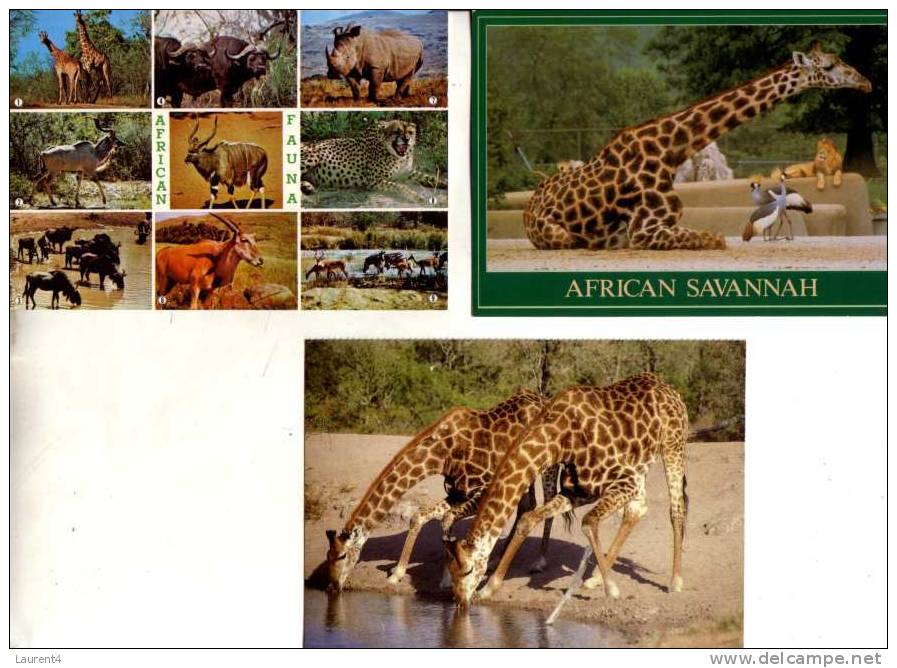 3 Carte Sur Les Giraffe - 3 Giraffe Postcard - Giraffes