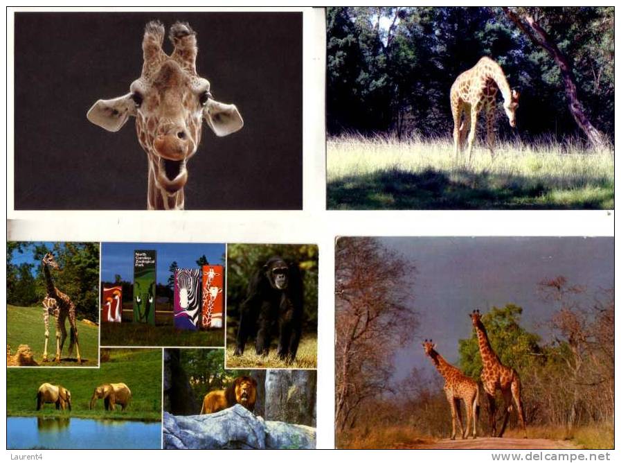 4 Carte Sur Les Giraffe - 4 Giraffe Postcard - Girafes