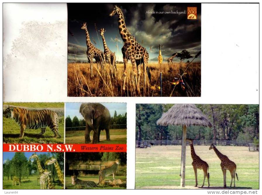 4 Carte Sur Les Giraffe - 4 Giraffe Postcard - Girafes