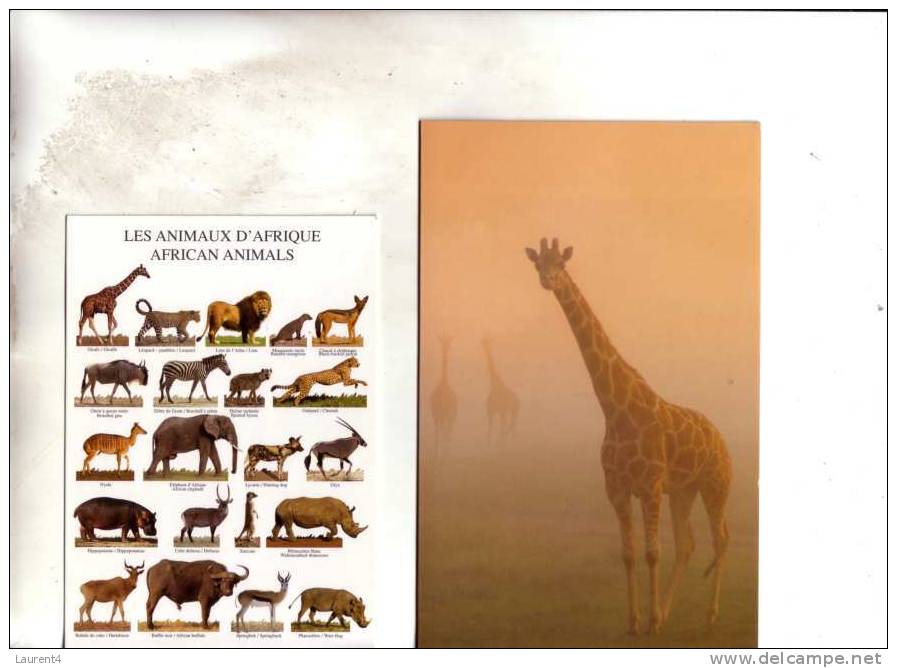 4 Carte Sur Les Giraffe - 4 Giraffe Postcard - Giraffes