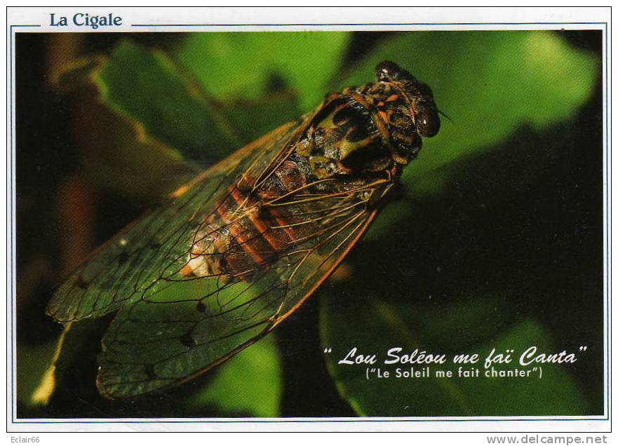 LA      CIGALE  En Gros Plant    Le Soleil Me Fait Chanter Tout L'été - Insects