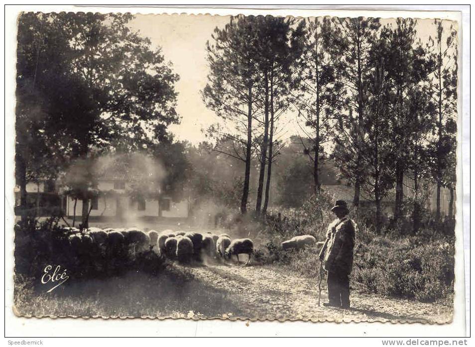 13951 La Lande, Foret Rentrée Du Troupeau ; Elce 13102 . Berger, Mouton Brebie - Elevage