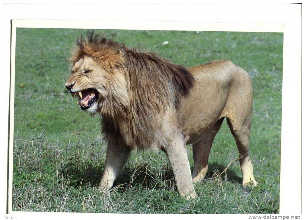 THEME ANIMAUX LIONS TANZANIE LION MALE Timbre Tanzania Afranchissement Philatelique - Lions