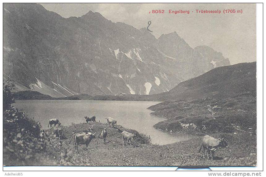 Engelberg Trüebseealp, Ca 1910 Vâches, Koeien, Kuhe - Engelberg