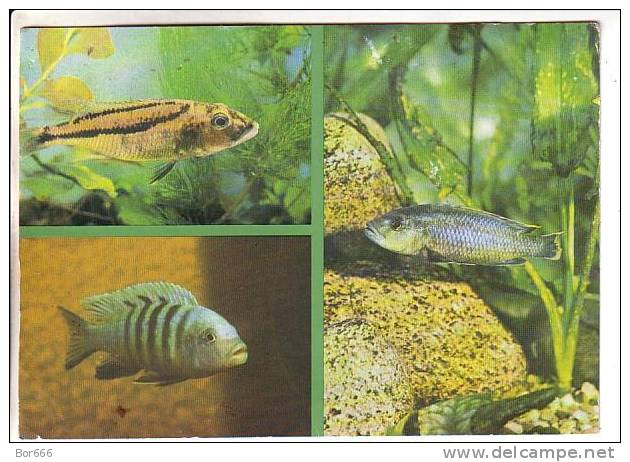 GOOD RUSSIA POSTCARD 1988 - Fishes - Pesci E Crostacei