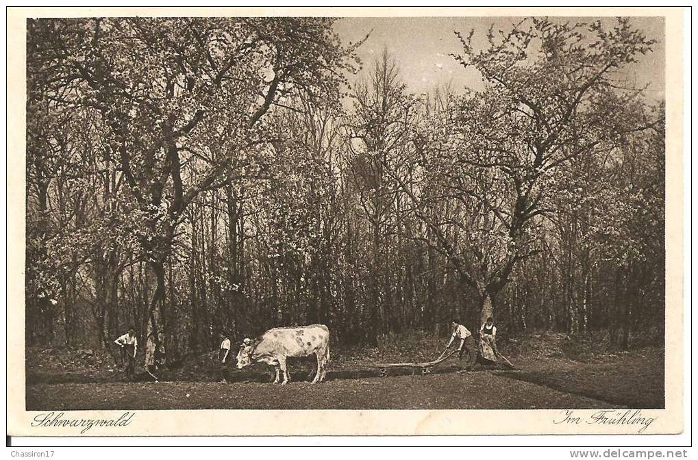 FORET NOIRE  -  Labour Au Printemps  -  Charrue Attelée à Une Paire De Boeufs - Cultures