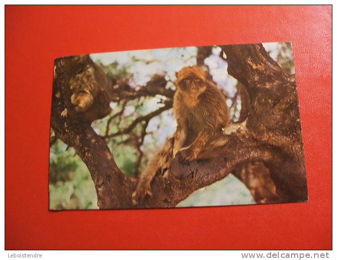 CPM OU CPSM - THEME ANIMAUX ---GIBRALTAR-A ROCK APE-SINGE-POSTEE EN ESPAGNE-CARTE EN BON ETAT. - Scimmie