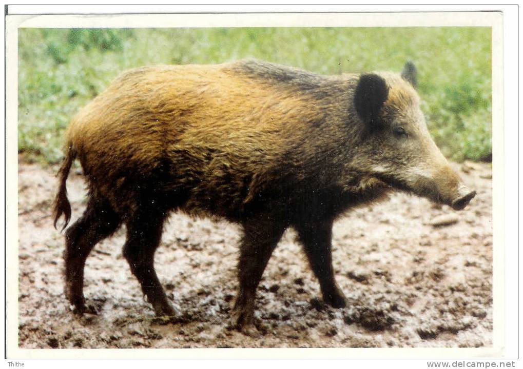 Gibiers De Nos Ardennes - Sanglier - Wild Zwijn - Schweine