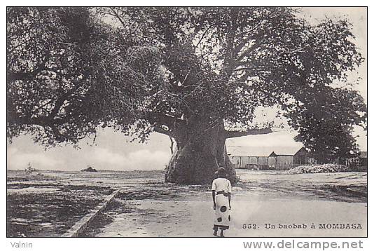 Un Baobab A Mombasa - Kenya